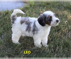 Miniature Bernedoodle-Poodle (Miniature) Mix Puppy for sale in GOSHEN, IN, USA