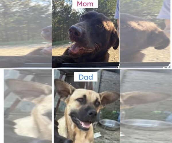 Medium Photo #7 Chocolate Labrador retriever-Unknown Mix Puppy For Sale in Pottstown, PA, USA