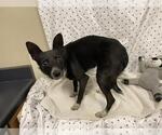 Small Chihuahua