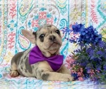 Small Photo #4 French Bulldog Puppy For Sale in HONEY BROOK, PA, USA