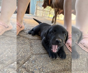 Medium Labrador Retriever