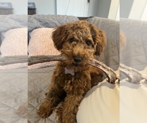 Mother of the Goldendoodle (Miniature) puppies born on 05/15/2025