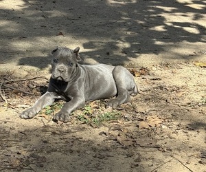 Cane Corso Puppy for sale in CONYERS, GA, USA