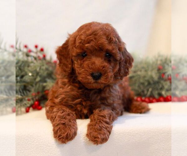 Medium Photo #4 Goldendoodle (Miniature) Puppy For Sale in LITITZ, PA, USA