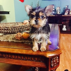 Yorkshire Terrier Puppy for sale in SAN JOSE, CA, USA