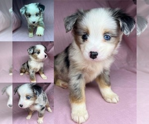 Miniature Australian Shepherd Puppy for sale in BROOKER, FL, USA