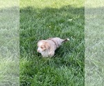 Small Photo #3 Miniature Australian Shepherd Puppy For Sale in CONCORD, CA, USA