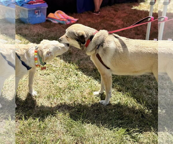 Medium Photo #7 Mutt Puppy For Sale in Chester, NJ, USA