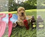 Puppy Blue Golden Retriever
