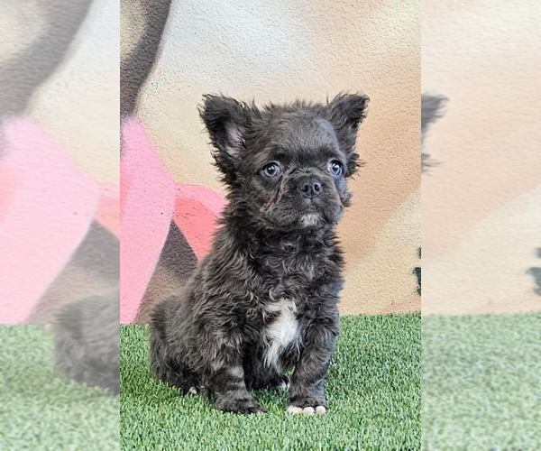 Medium Photo #7 French Bulldog Puppy For Sale in CALABASAS HILLS, CA, USA