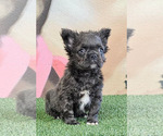 Small Photo #7 French Bulldog Puppy For Sale in CALABASAS HILLS, CA, USA