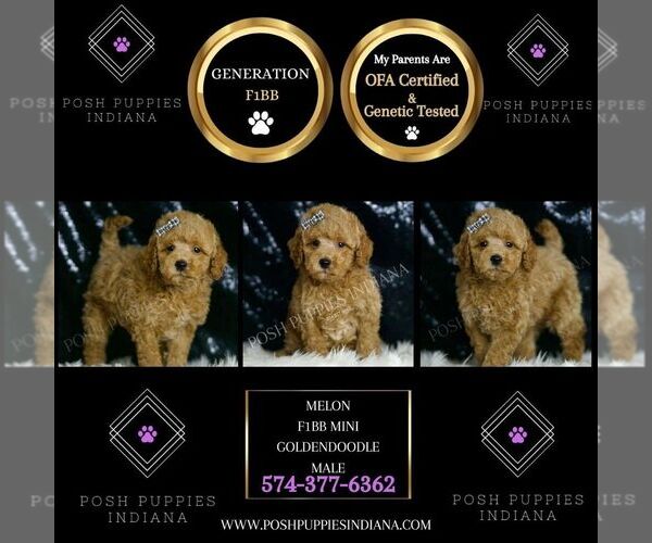 Medium Photo #4 Goldendoodle (Miniature) Puppy For Sale in WARSAW, IN, USA