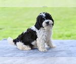 Image preview for Ad Listing. Nickname: Teddy