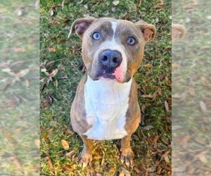 Mutt Dogs for adoption in Texas City, TX, USA