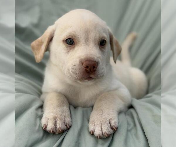 Medium Photo #2 Labrador Retriever-Unknown Mix Puppy For Sale in San Diego, CA, USA
