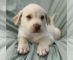 Small #1 Labrador Retriever Mix