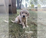 Puppy Sophie Golden Retriever
