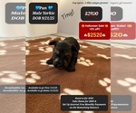 Image preview for Ad Listing. Nickname: Palici