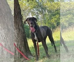 Small Photo #7 Great Dane Puppy For Sale in SALEM, NJ, USA