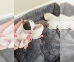 Small Photo #14 Shiranian Puppy For Sale in PLANO, TX, USA