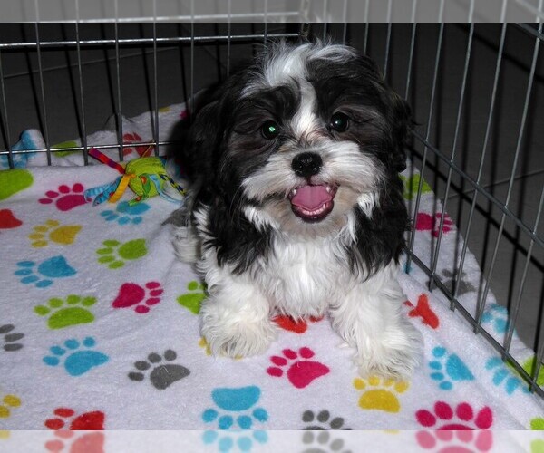 Medium Photo #3 Mal-Shi Puppy For Sale in ORO VALLEY, AZ, USA