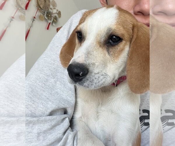 Medium Photo #2 Bluetick Coonhound-Great Pyrenees Mix Puppy For Sale in Staten Island, NY, USA