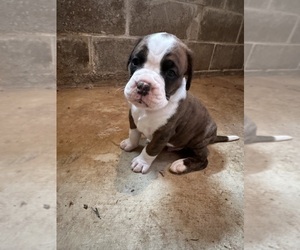Boxer Puppy for sale in MARTVILLE, NY, USA
