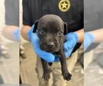 Small Labrador Retriever Mix