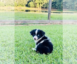 Miniature Australian Shepherd Puppy for sale in BELLVILLE, TX, USA