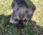 Small Photo #14 French Bulldog Puppy For Sale in DALLAS, NC, USA