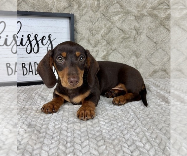 Medium Photo #4 Dachshund Puppy For Sale in FRANKLIN, IN, USA