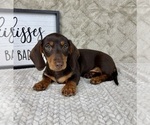 Small #3 Dachshund
