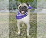 Small Photo #1 Pug Puppy For Sale in Dana Point, CA, USA