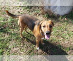 Small #12 Mutt