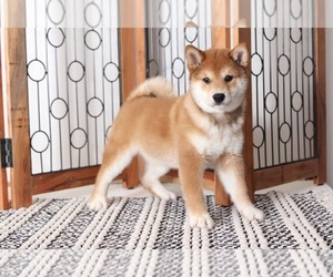 Shiba Inu Puppy for sale in NAPLES, FL, USA