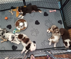 Miniature Australian Shepherd Litter for sale in DENTON, TX, USA