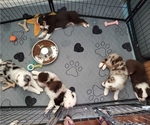 Small Miniature Australian Shepherd