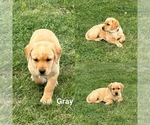 Puppy Gray Labrador Retriever