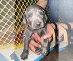 Puppy Hunter Weimaraner