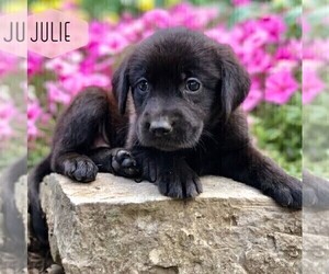 Golden Labrador Puppy for sale in DRY RUN, PA, USA