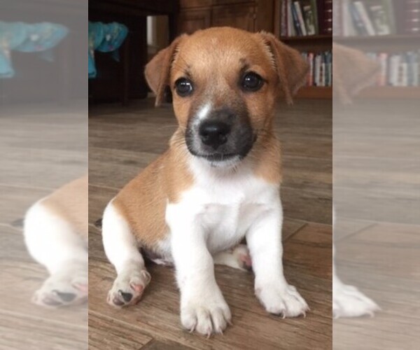 Medium Photo #3 Jack Russell Terrier Puppy For Sale in SIDNEY, TX, USA