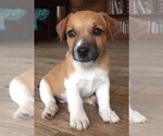 Small Photo #3 Jack Russell Terrier Puppy For Sale in SIDNEY, TX, USA