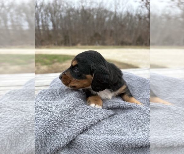 Medium Photo #2 Dachshund Puppy For Sale in MARSHFIELD, MO, USA