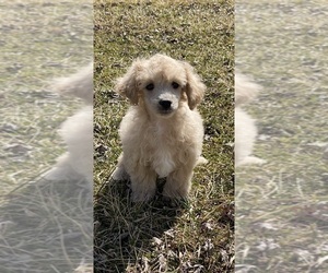 Poodle (Toy) Puppy for sale in CANOGA, NY, USA