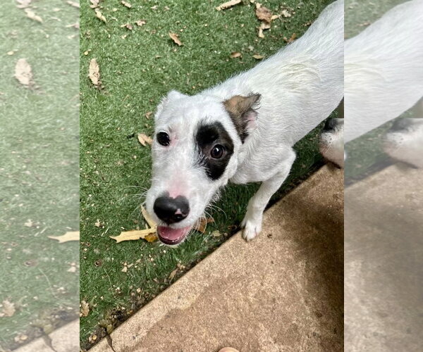Medium Photo #2 Jack Russell Terrier-Unknown Mix Puppy For Sale in Ball Ground, GA, USA