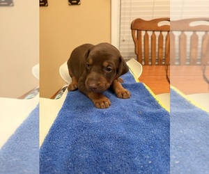 Doberman Pinscher Puppy for sale in PECK, KS, USA