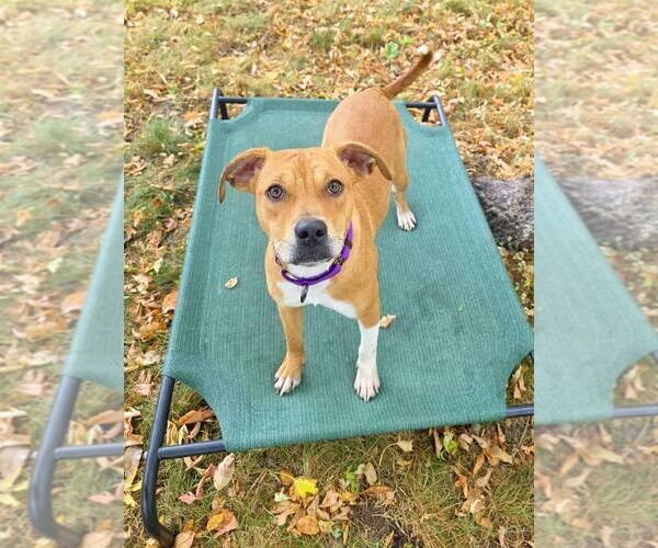 Medium Photo #7 Labrador Retriever-Unknown Mix Puppy For Sale in Sheboygan, WI, USA