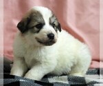 Small Photo #2 Great Pyrenees Puppy For Sale in CLAYTON, WA, USA