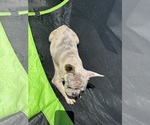 Small Photo #12 French Bulldog Puppy For Sale in NORWALK, CA, USA