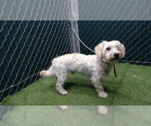 Poodle (Miniature)-Unknown Mix Dogs for adoption in Downey, CA, USA